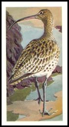 26 Curlew